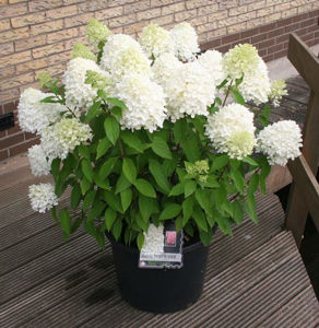 Obraz Hydrangea